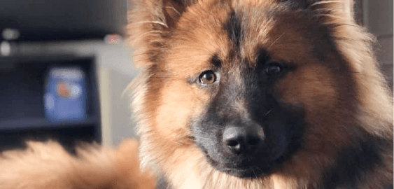 Chow Shepherd dog