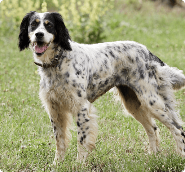 English Setter dog