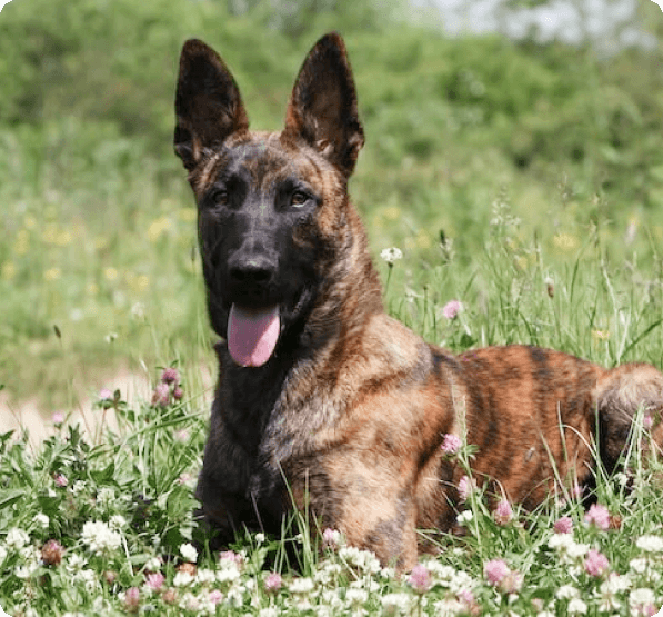 Dutch Shepherd dog