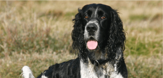 English Springer Spaniel dog