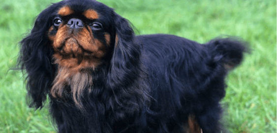 English Toy Spaniel dog