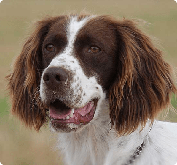 French Spaniel dog