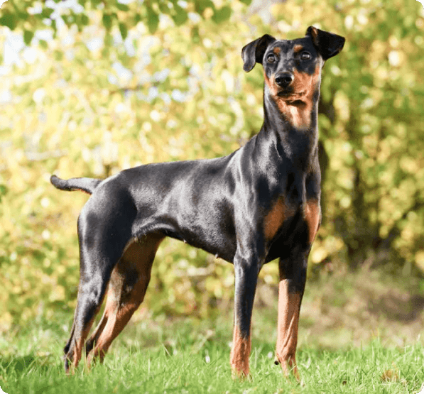 German Pinscher dog