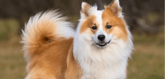 Icelandic Sheepdog dog