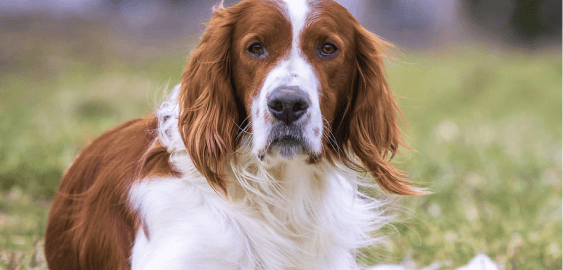 Irish Red and White Setter dog