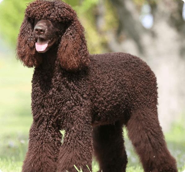 Irish Water Spaniel dog