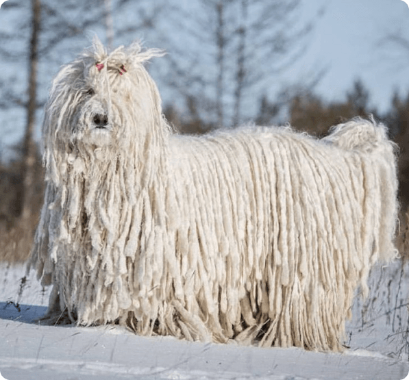 Komondor dog