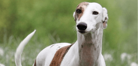 Italian Greyhound dog