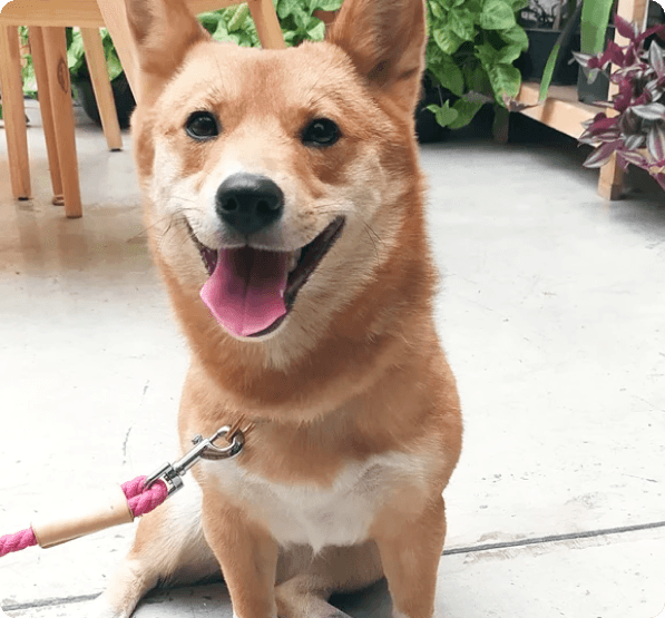 Dogs in Colorado