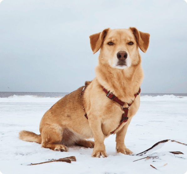 Corgidor dog