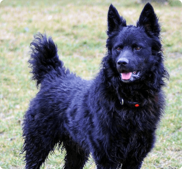 Croatian Sheepdog dog