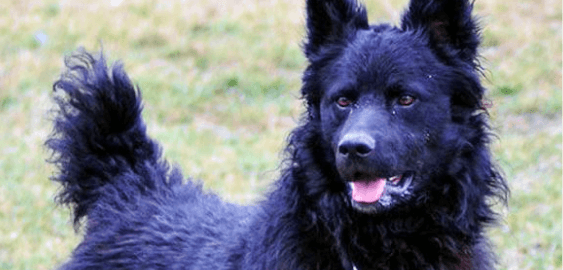 Croatian Sheepdog dog