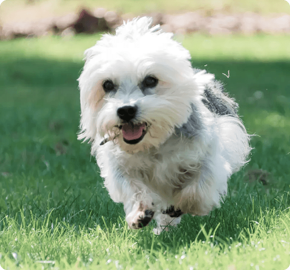 Dandie Dinmont Terrier dog