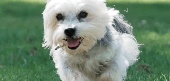 Dandie Dinmont Terrier dog