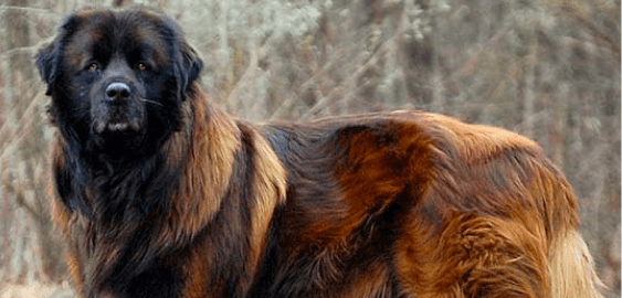 Estrela Mountain dog