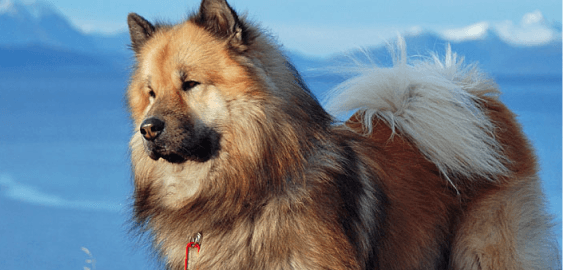 Eurasier dog