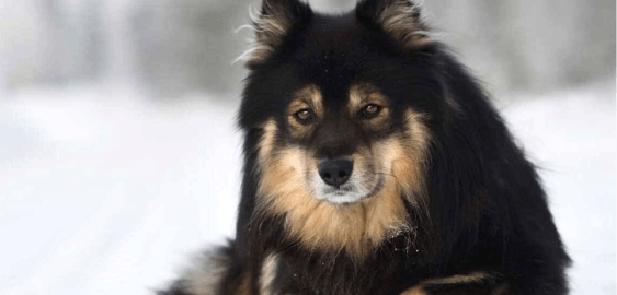 Finnish Lapphund dog