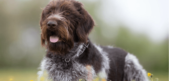 German Wirehaired Pointer dog