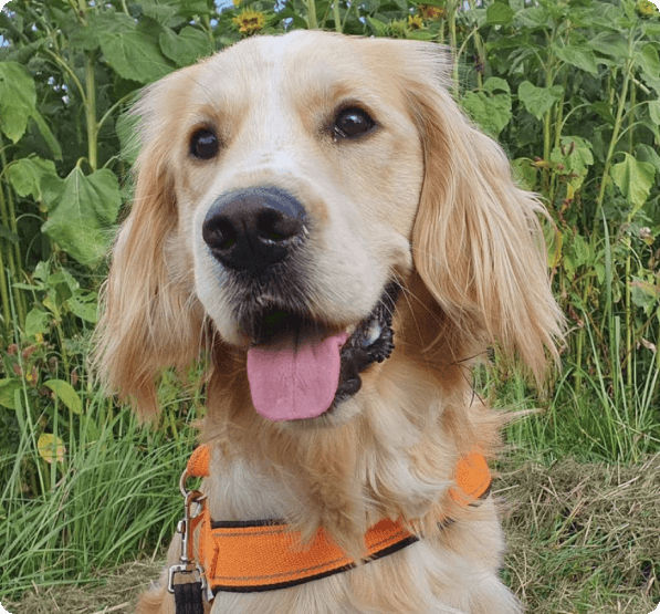 Golden Cocker Retriever dog