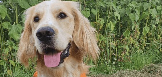 Golden Cocker Retriever dog