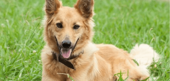 Golden Shepherd dog