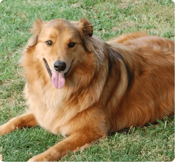 Dogs in Wyoming