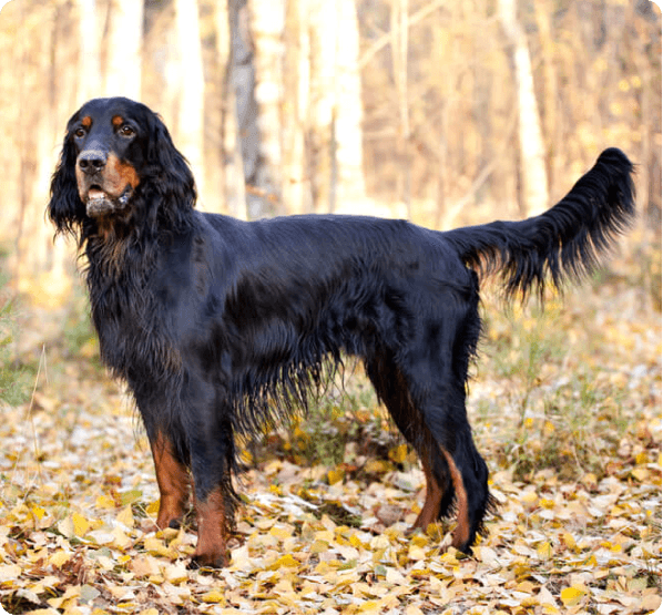 Gordon Setter dog