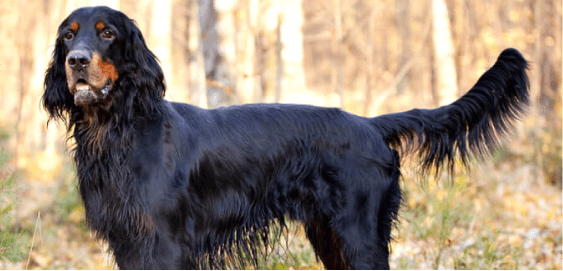 Gordon Setter dog