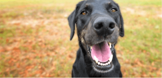 Greyador dog