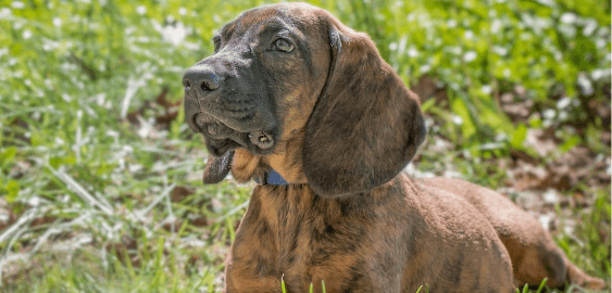 Hanoverian Scenthound dog