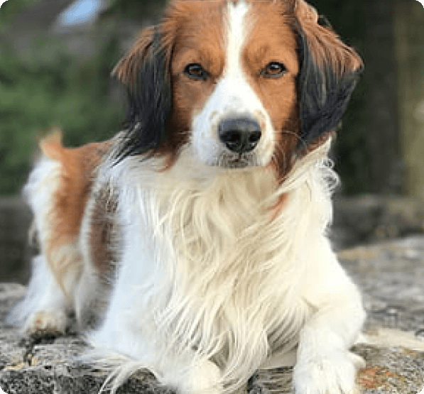 Kooikerhondje dog