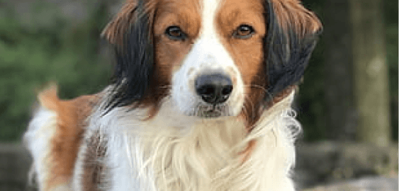 Kooikerhondje dog