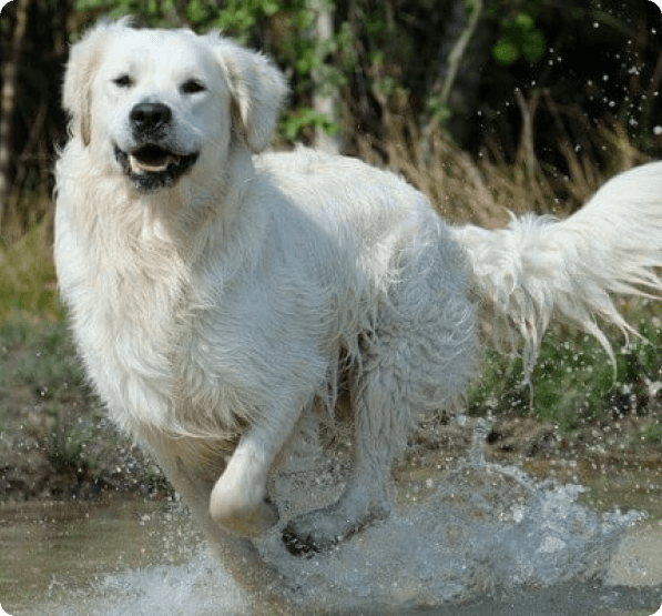 Kuvasz dog