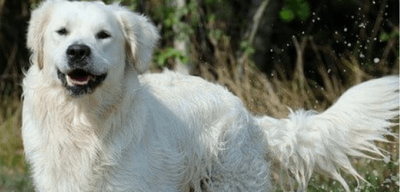 Kuvasz dog