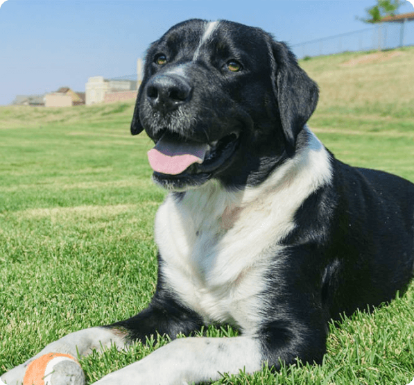 Labernese dog