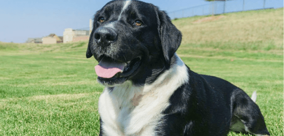 Labernese dog