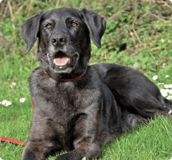 Labradane dog