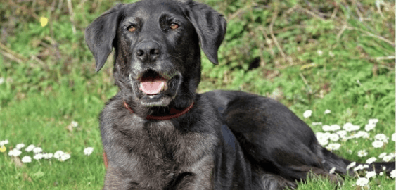 Labradane dog