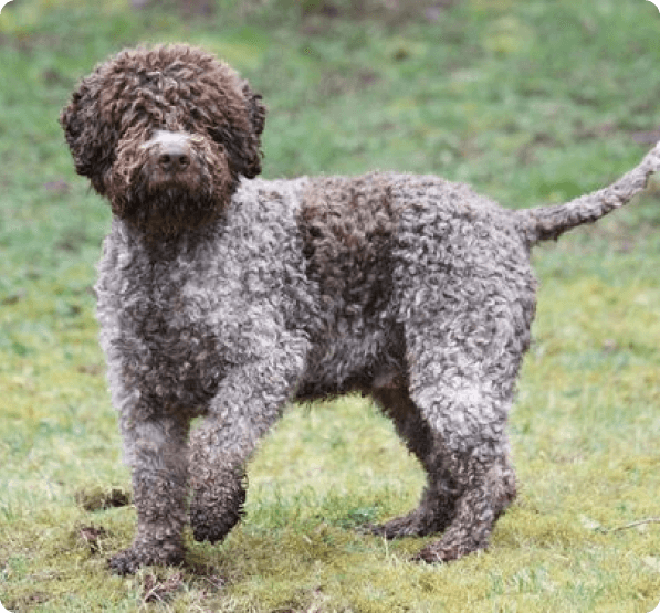 Lagotto Romagnolo dog