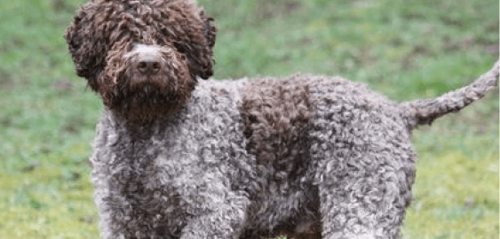 Lagotto Romagnolo dog