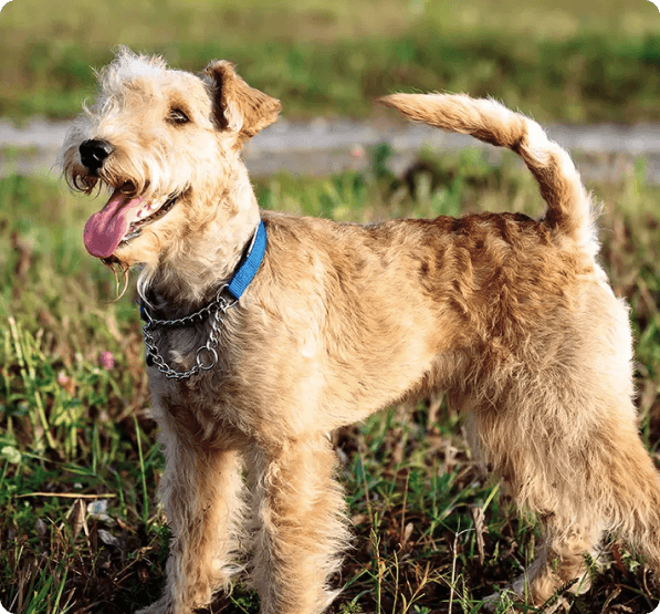 Lakeland Terrier dog