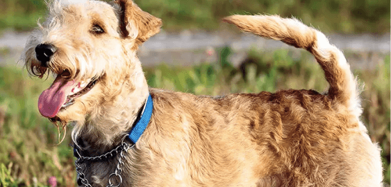 Lakeland Terrier dog