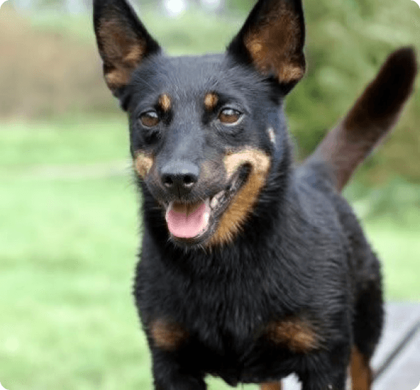 Lancashire Heeler Puppies for Sale in Pennsylvania