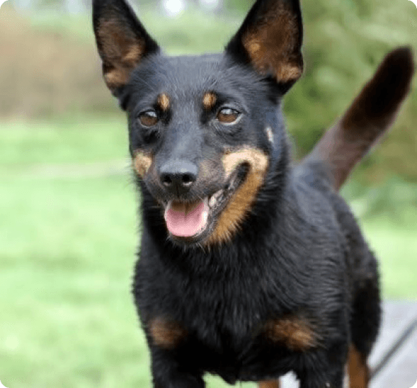 Lancashire Heeler dog