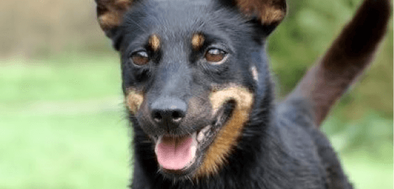 Lancashire Heeler dog