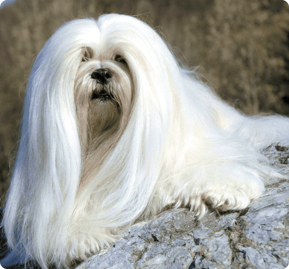 Lhasa Apso dog