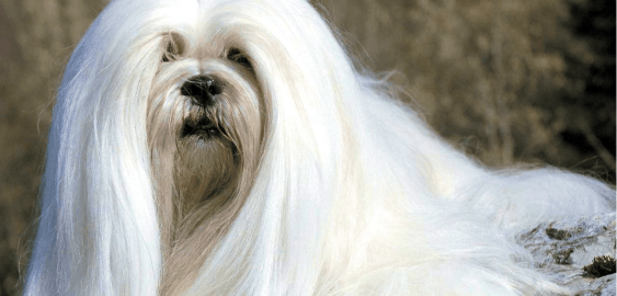 Lhasa Apso dog