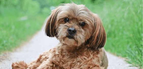 Lhasapoo dog