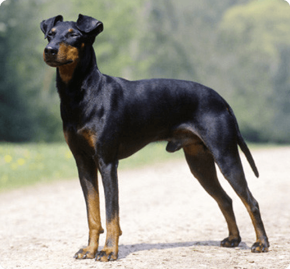 Manchester Terrier dog