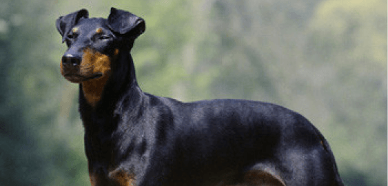 Manchester Terrier dog